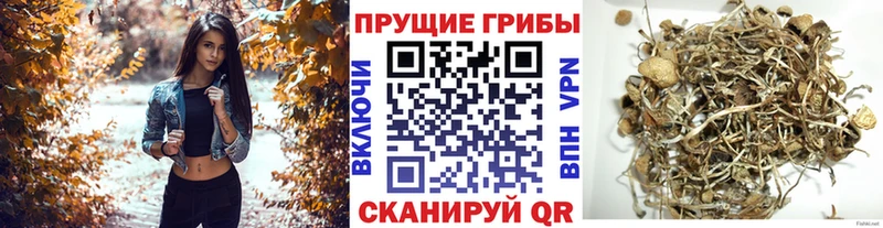 купить  цена  Сергач  kraken tor  Псилоцибиновые грибы MAGIC MUSHROOMS 
